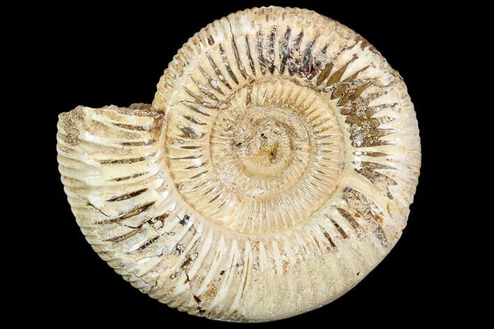 Polished Jurassic Ammonite (Perisphinctes) - Madagascar #104947